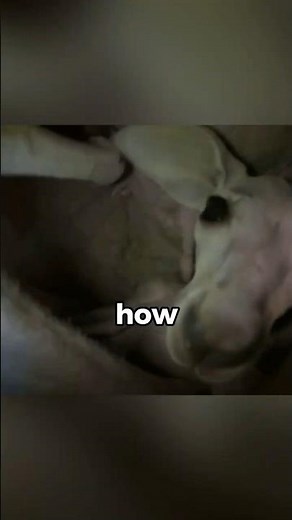 How are baby kangaroos born?