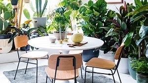 How To Style Your Home With Indoor Plants - Bunnings Australia