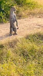 8.7K views · 90 reactions | Animal Planet TV on Reels | Facebook