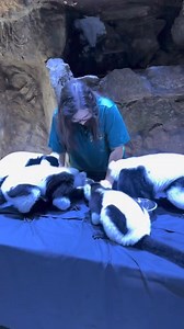 Making fruit salad with these helpers…..not an easy task, but oh so entertaining!! 😂 Check out this video and more on our TikTok page: https://www.tiktok.com/t/ZTFkJjYhu/ We are open everyday from 10 am-8 pm | Houston Interactive Aquarium and Animal Preserve