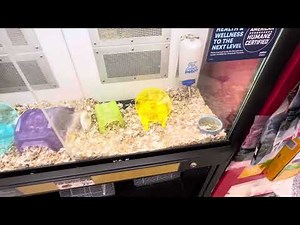 Hamsters at PetCo
