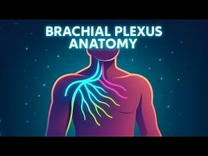 Brachial Plexus | Roots, Trunks, Divisions, Cords & Branches Explained | MBBS & USMLE Anatomy