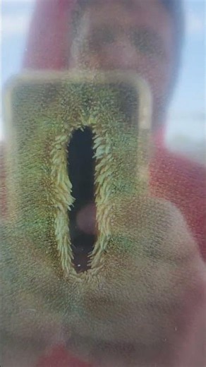 sand dollar under microscope