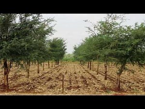 Regreening Africa's landscape - Trees as natural fertiliser