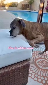 Today Best Video 📸 #dog #reelsviralシ #virals #boxerpuppies #boxerdog #boxerdogcentral #boxerdogsofinstagram #boxerpuppy #boxerdogfans #boxergram #boxerdogs #boxerclub #boxerpup #boxerfamily | Boxer Fans