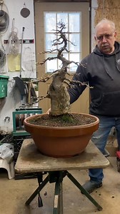 30 year old Trident maple gets a new home #repotting #bonsai #horticulture | Cimawen tee