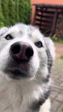 Five things only Husky owners really understand