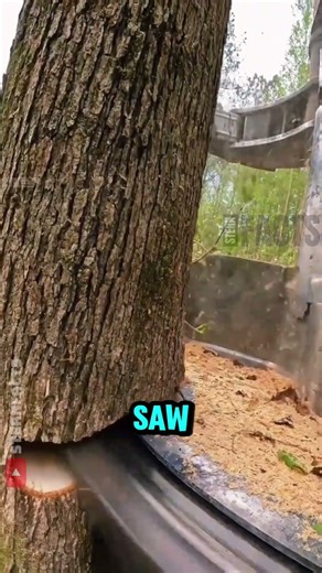 This Giant Logging Machine Cuts a One-Meter Tree in Just 30 Seconds
