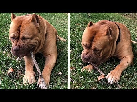 Massive Pit Bull uses tree branch as a toothpick #Shorts