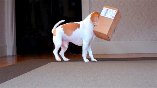 Dog investigates mysterious box and meets wild weasel