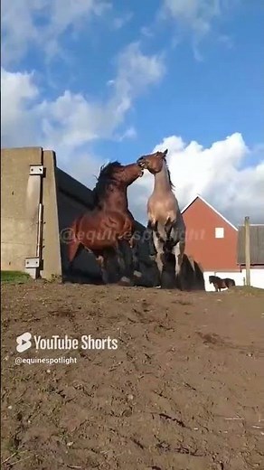 The Power of the Ardennes #shorts #ardennes #horses