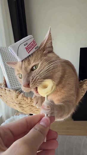 Order uppppp! 🍭🧑‍🍳 (📸: @penguinpepperpia) BONKERS Purrpops x @krispykreme out now 🐾🍩 #walmartfinds #purrpops #cattreats #betterwhenitsbonkers #krispykreme