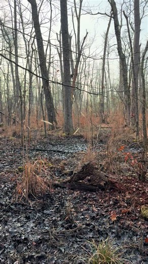 Explore the Beauty of Sika Swamp This Weekend