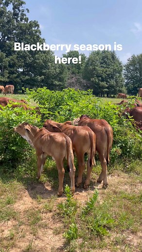 7.8K views · 189 reactions | Brahman calves and Blackberry season. #polledbrahman #AmericanBrahman #zebu #brahman #bosindicus #nelore #guzerat #redbrahman | Butler Polled Brahmans | Facebook