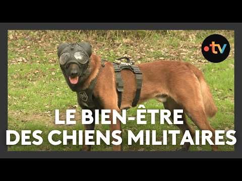 How can we preserve the well-being of military dogs?