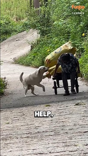 Loyal Dog Helps Elderly Woman Pull Heavy Cart ❤️🐕