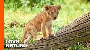 2M views · 50K reactions | The adorable lion cubs seem happy and carefree, but life is tough for these cubs.  Up to 80% of lion cubs will die before the age of two. And those who survive to adulthood still need to be protected to prevent extinction. 女 #lion #lioncubs | Love Nature | Facebook
