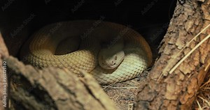 Coiled Western Diamondback Rattlesnake resting in its enclosure