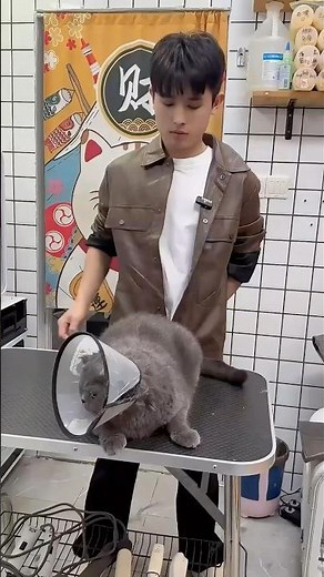 Grooming a Grumpy Cat | Not for Beginners | Ep. 1 #petcare #pets #cat