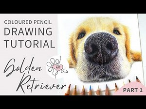 How to Draw a Realistic Golden Retriever | Step-by-Step Coloured Pencil Tutorial | Part 1