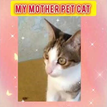 #dialyrangoli #muggulu #beautiful #kolam#viral short cat# cat#