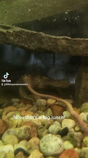 1.3K views · 23 reactions | Watch this mississipi map turtle eating his lunch! #turtle #mapturtle #mississipimapturtle #turtlerescue #turtleconservation #turtleeducation #feeding #biglunch #littlerays #littleraysnaturecentre #naturecentre | Little Ray's Nature Centre | Facebook