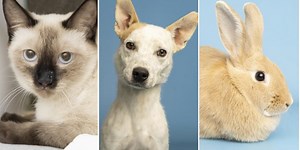 Arizona shelter offers free adoptions for pets on one day only