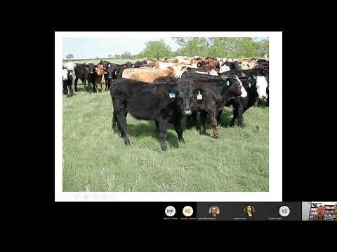 Stocker Cattle: Selecting and Managing for Performance