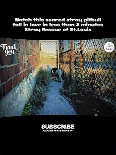 Watch this scared stray pitbull fall in love in less than 3 minutes - Stray Rescue of St.Louis