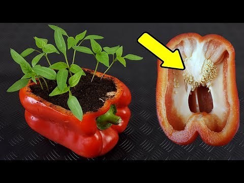 🌶️🌶️ Germinate Peppers in 5 Days | 2 Methods | Plant Peppers, Chili Peppers, Bell Peppers, Padrón...