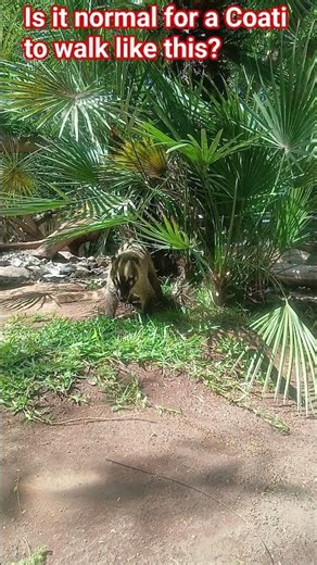 Are these Coatis walking normally? | Jungle Park