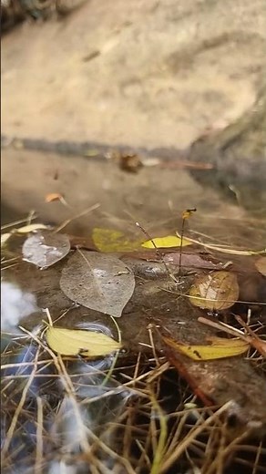 Life Begins on Water – Dragonfly Egg Laying #wildgeonix #wildlifevideos #natureslowmotion