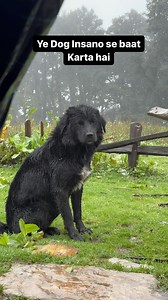 2M views · 10K reactions | This Dog can talk with Humans , Insano se baat karne wala kutta , Honest fearless and dedicated , Pahado m apka sathi , most trending reel on Instagram #kedarnathtrek #alibednibugyaltrek #roopkundtrek #trekking #travelling #travellreels #information #informativereels #pahadi #pahadiculture #travellerthekabira | Traveller the Kabira | Facebook