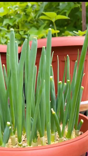 Cómo cultivar Cebollín - Como plantar cebollitas en casa🌿✨ #frutasyverduras #cebollin #cebollitas #jardineria #jardin #arbolesfrutales #macetas #jardineriaenmaceta #jardineriaencasa | Arboles Frutales en Macetas
