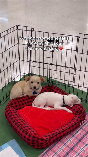 Pronto Puppy Rescue on Instagram: "At our adoption event yesterday, every half-hour we’d see it happen again 🥺 a new family would walk in, reach out to pet Oscar… and he’d quietly try to slip away, not because he doesn’t want love, but because he’s still learning how to feel safe 🩵 And each time he’d shyly retreat, another puppy who’s louder, bolder, more outgoing, would get scooped up instead 🥺 What breaks our hearts is that Oscar has been this way since the beginning. He was the smallest of