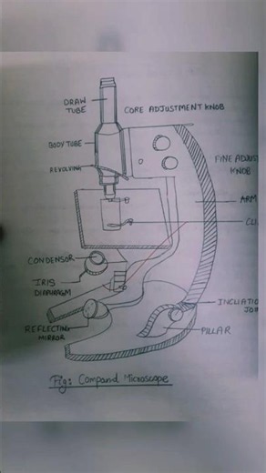 Compound Microscope 🔬 #microscope #compoundmicroscope #diagram #easy #biology #viral #shorts #india