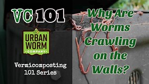 Why Are Worms Escaping My Bin?