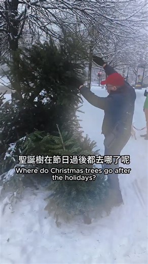 小詩 Shih Wang on Instagram: "大家好奇的聖誕節後🌲去哪裡，這支影片告訴你！ 本來想去拍聖誕樹被回收的畫面， 結果下暴雪之後不知道樹兒們哪時才會被接走😂 又加上回收人員是早上五六點就來收.... 好早、好黑、好冷耶…. 所以就允許我偷懶一下吧ＸＤ P.S. 我家聖誕樹還在樓下被雪擁抱中...."