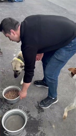 Feeding dogs in the same space doesn’t mean feeding them together.