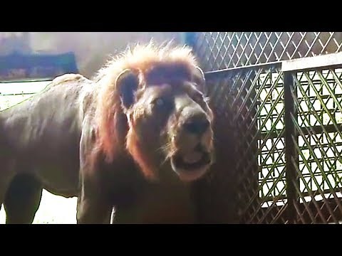 Lion Roaring - This Old LION Gave A Powerful ROAR