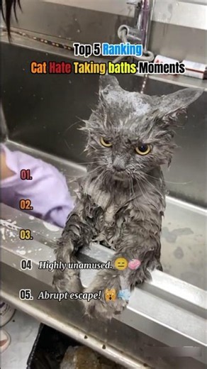 Top 5 ranking cat hate taking baths moments 🐈🛁🐾