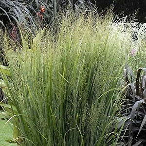 Northwind Switchgrass