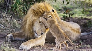 Wacky Weekend: Animal Dads