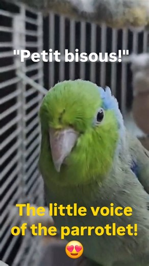 My parrotlets on Instagram: "When Yoshi, our little elder, starts talking! The parrotlet's language isn't very rich or varied. But how can you resist that adorable little voice? #littlevoice #cute #sweetie #parrotlet #parrotsofinstagram"