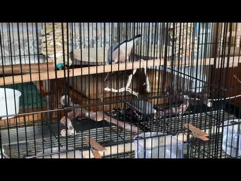 Java sparrows training gymnastics with the ribbon