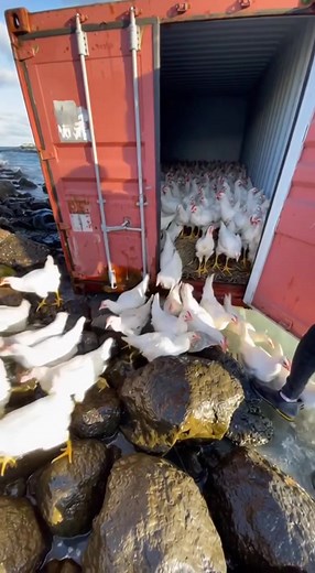 White Chickens in Mili Container: A Unique View