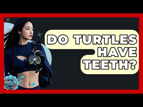 Do Turtles Have Teeth? - The Marine Life Explorer