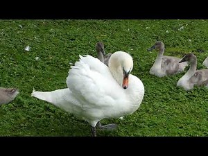 Hissing Swan
