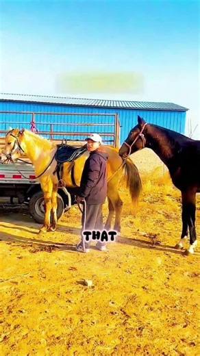 Exploring Freedom in Horseback Riding Adventures