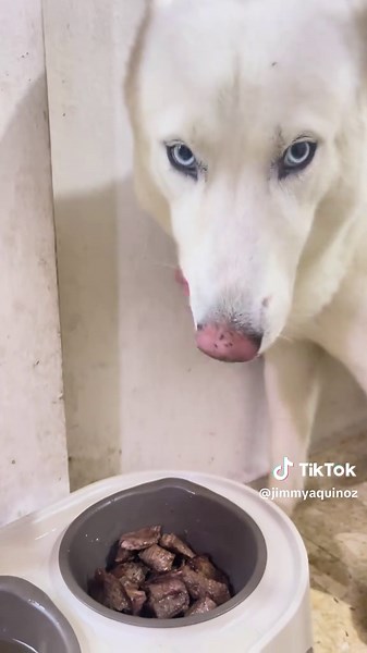 Videos divertidos de Husky Siberiano y mascotas